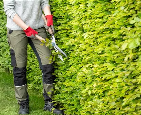 Dekorativ und praktisch zugleich: Die Hecke als Sichtschutz 