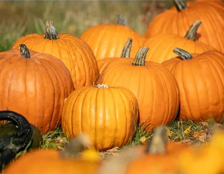 Der Herbst ist die beste Zeit für leckere und hübsche Kürbisse