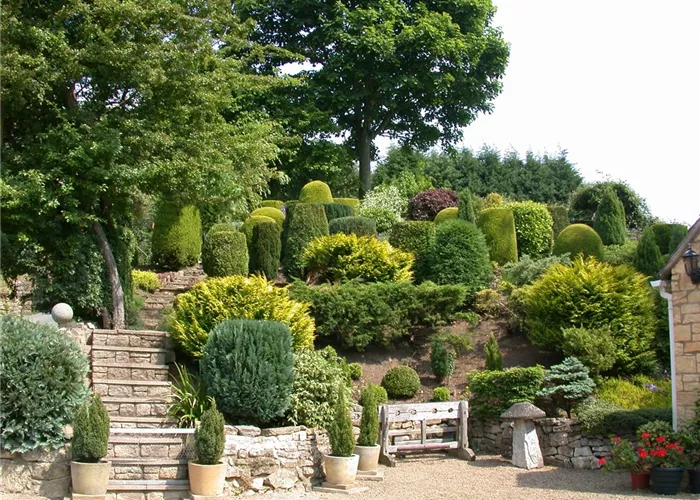 Die Koniferen überzeugen durch ihre eindrucksvolle Vielfalt