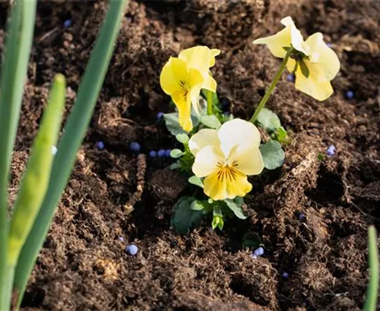 Dünger – organisch oder doch eher mineralisch?