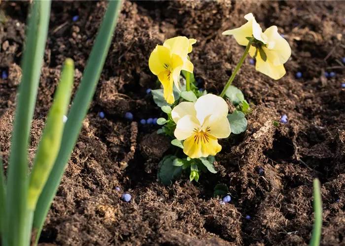 Dünger – organisch oder doch eher mineralisch?