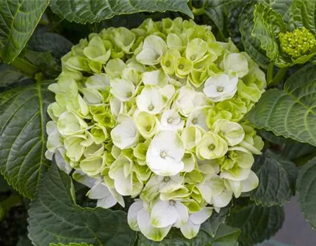 Ein bunter Garten dank der Hortensienvielfalt