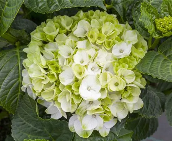 Ein bunter Garten dank der Hortensienvielfalt