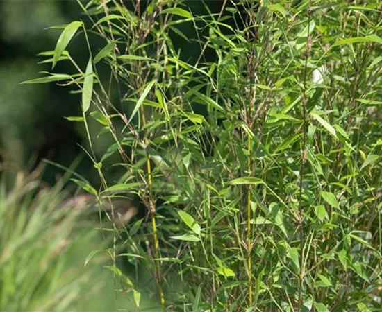 Besonderheiten beim Bambus kennen und lieben lernen