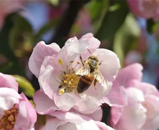 Erfolgreich bienenfreundliche Bäume und Sträucher anpflanzen