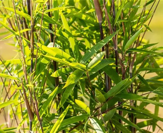 Bambus zurückschneiden und die asiatische Schönheit pflegen