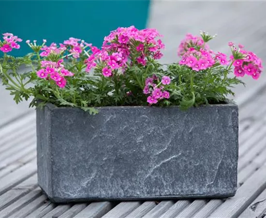 Ganzjährige Balkonpflanzen kultivieren und den Balkon genießen