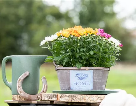 Gartengestaltung mit Pflanzgefäßen in verschiedenen Gärten