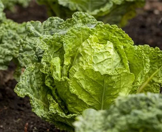 Gemüseanbau im Gewächshaus – so wird es ein voller Erfolg!