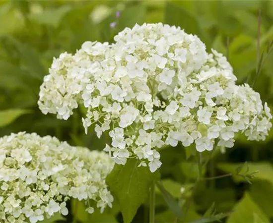 Hortensien für Garten und Balkon – ein tolles Blütenspiel