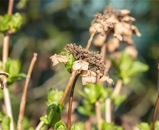 Hortensien schneiden ist gar nicht so einfach – oder doch?