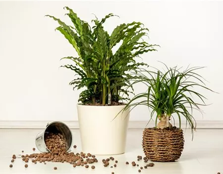 Hydrokultur – ideal als Alternative zur Aufzucht im Erdboden