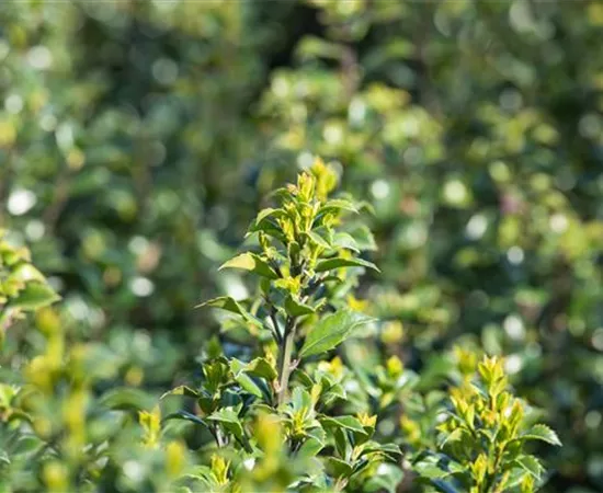 Immergrüne Laubgehölze für einzigartige Hecken und Gärten