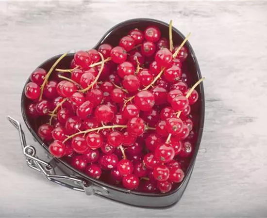 Johannisbeeren – Leckere Snacks für große und kleine Naschkatzen