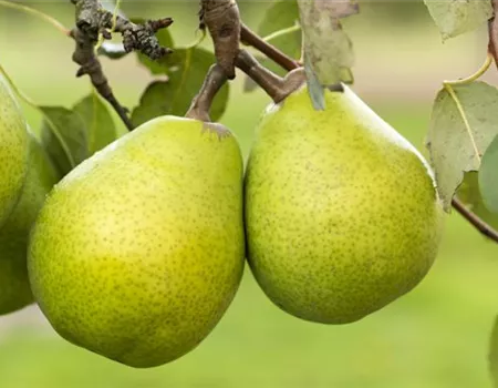 Pyrus com. 'Alexander Lucas'