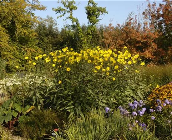 Langlebige Sonnenstauden für den Garten