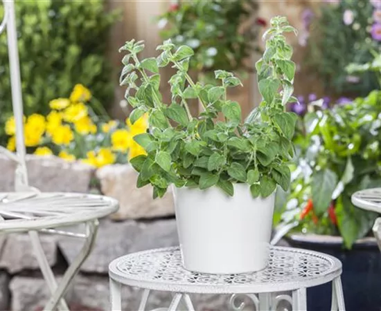 Mediterrane Kräuter im eigenen Garten – Genuss für alle Sinne