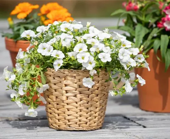 Pflanzgefäße aus unterschiedlichen Materialien – Eine Übersicht