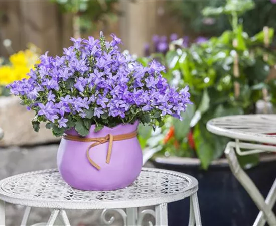 Pflanzgefäße in der passenden Größe finden leicht gemacht