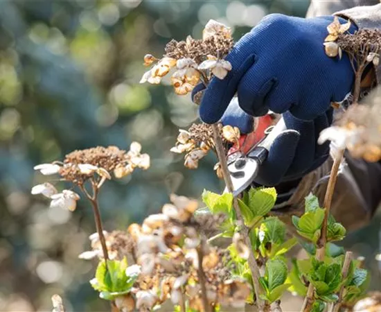 Frühjahrsputz im Garten – Das steht jetzt an