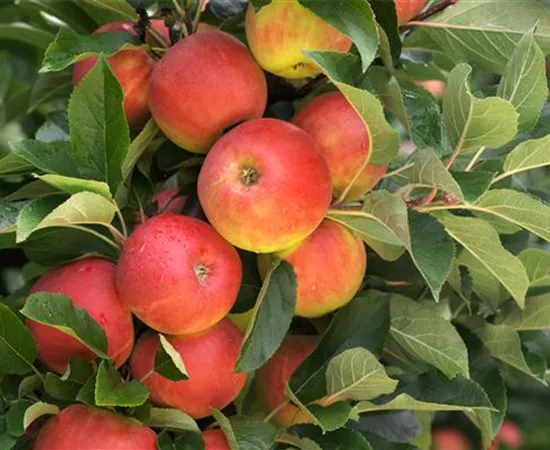 Säulenobst pflanzen – frische Früchte direkt vor der Haustür