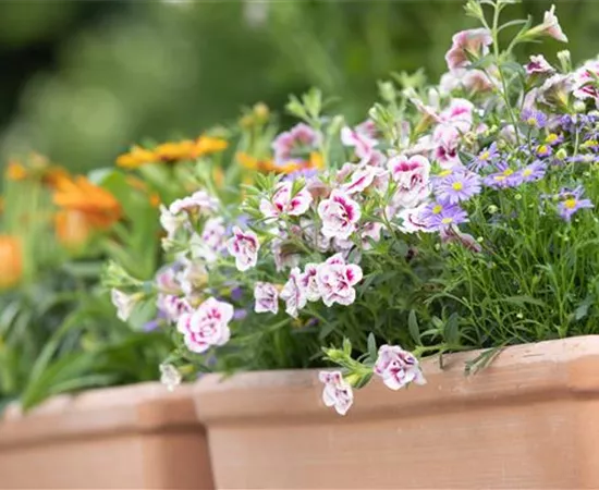 Schädlinge auf dem Balkon bekämpfen