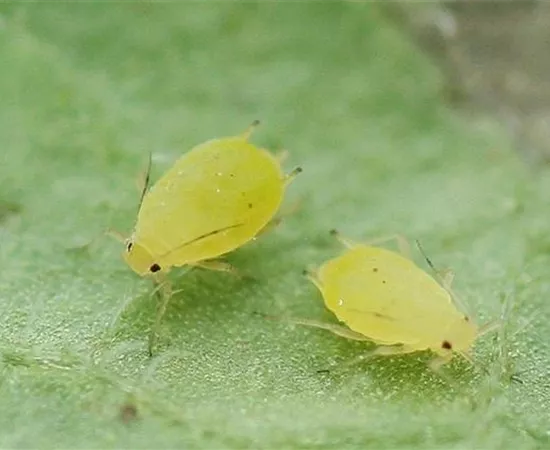 Schädlinge im Garten richtig erkennen und bekämpfen