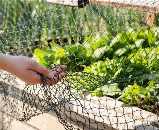 So funktioniert natürlicher Pflanzenschutz im Sommer