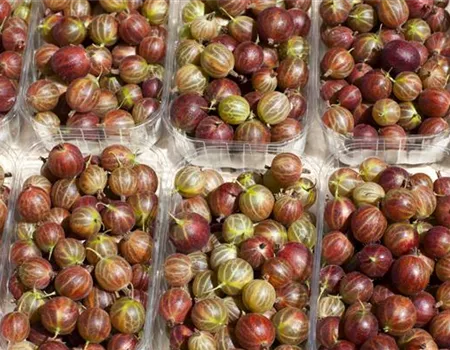 Ribes uva-crispa, rot mehltaures.CAC II