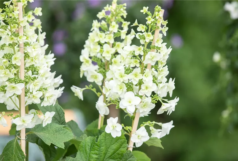 Hydrangea quercifolia