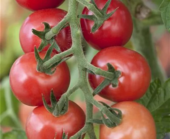Tomaten – vielseitiges Gemüse für drinnen und draußen