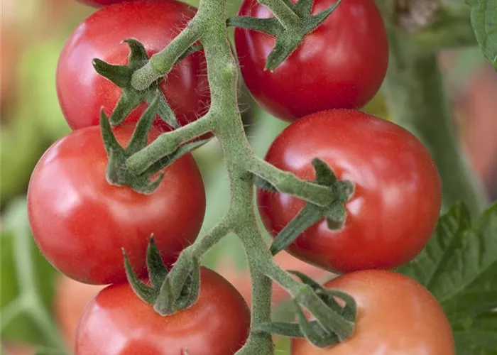 Tomaten – vielseitiges Gemüse für drinnen und draußen