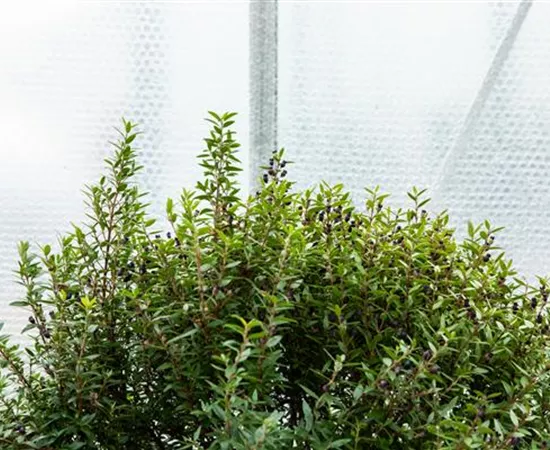 Wie Pflanzen überwintern und im Frühjahr wieder neu erwachen