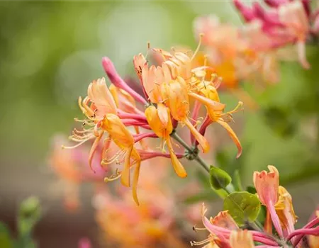 Lonicera henryi