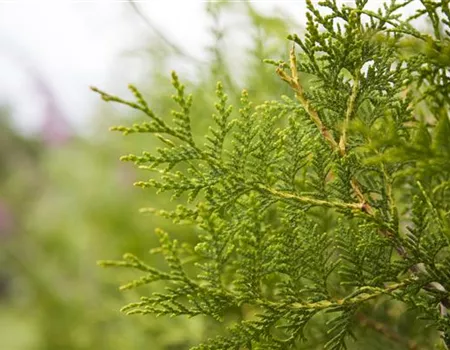 Thuja occidentalis 'Brabant'