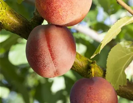 Prunus dom. 'Königin Viktoria'