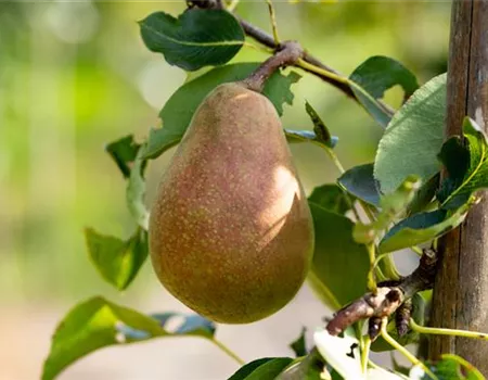 Pyrus com. 'Pastorenbirne'