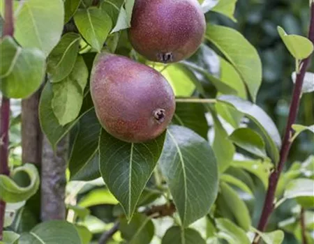 Pyrus com. 'Rote Williams Christ'