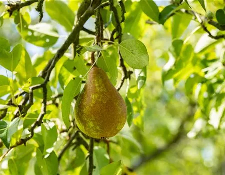 Pyrus com. 'Bosc's Flaschenbirne'