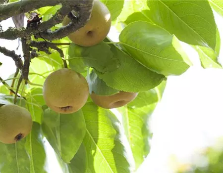 Pyrus pyraster 'Kosui'