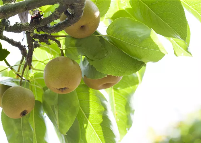 Pyrus pyraster 'Kosui'
