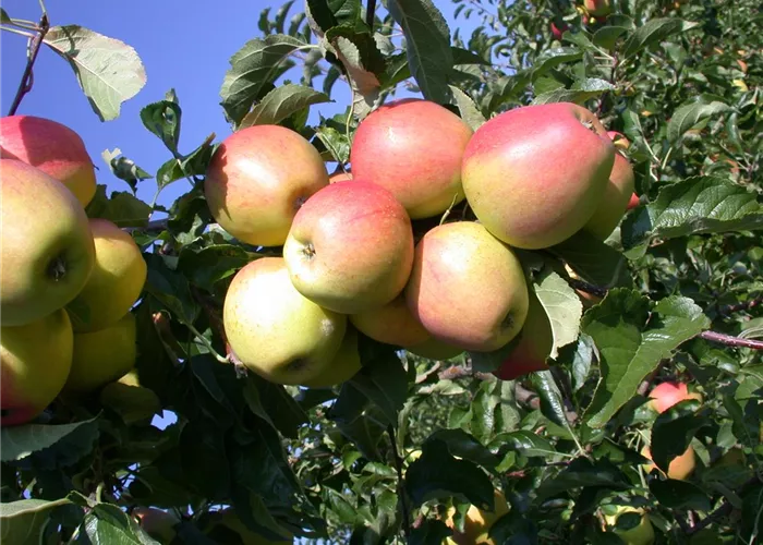 Malus dom. 'Finkenwerder Herbstprinz'