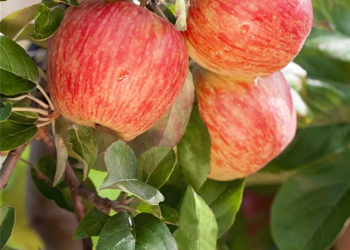Malus dom. 'Gala'