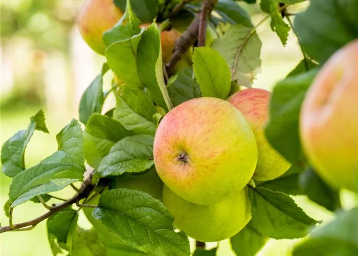 Malus dom. 'Geheimrat Dr.Oldenburg'