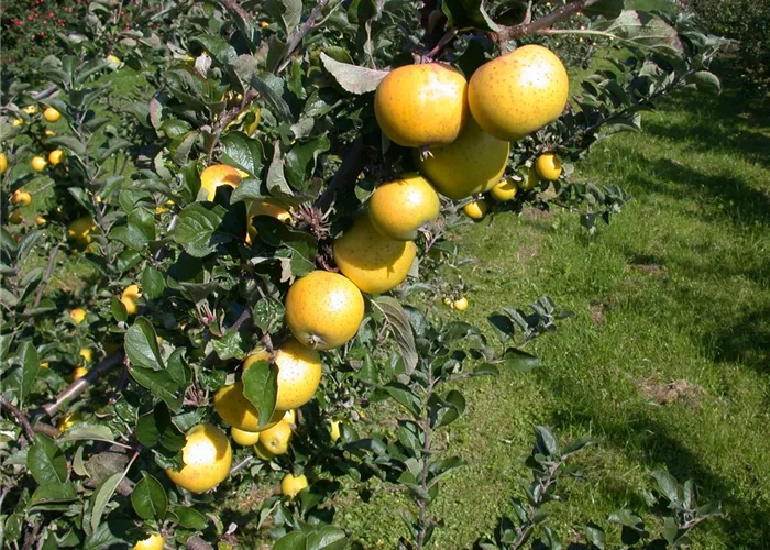 Malus dom. 'Gelber Edelapfel'