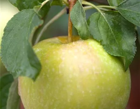 Malus dom. 'Grahams Jubiläumsapfel'
