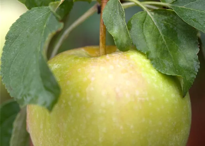 Malus dom. 'Grahams Jubiläumsapfel'