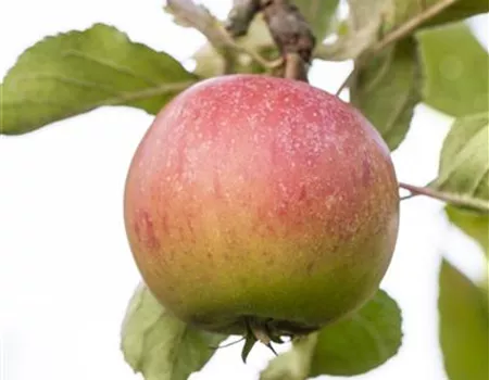 Malus dom. 'Piros' -S-