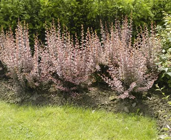 Berberitzen bereichern den Garten in jeder Hinsicht