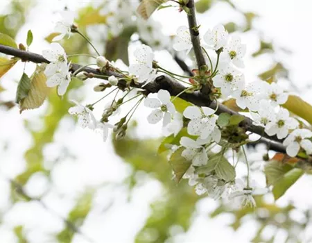 Prunus av. 'Große Prinzessinkirsche'